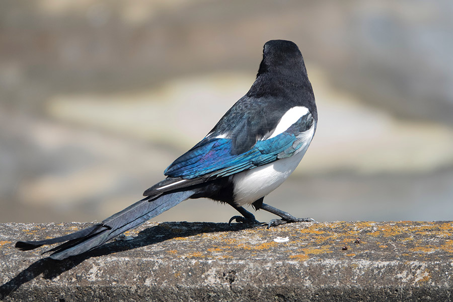 South Korea Oriental Magpie