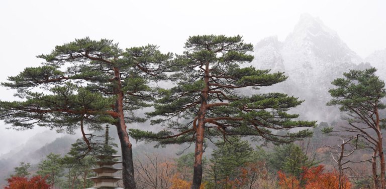Discover South Korea’s National Tree:  The Korean Red Pine (Pinus densiflora)