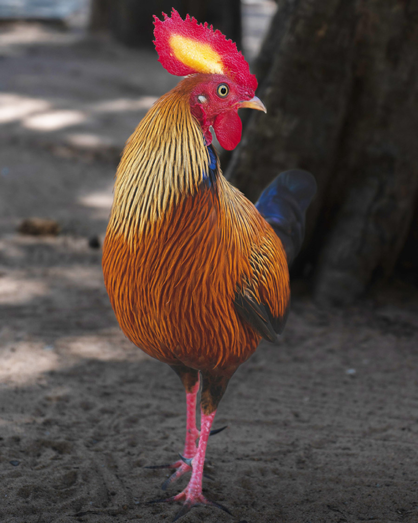 Sri Lanka Junglefowl