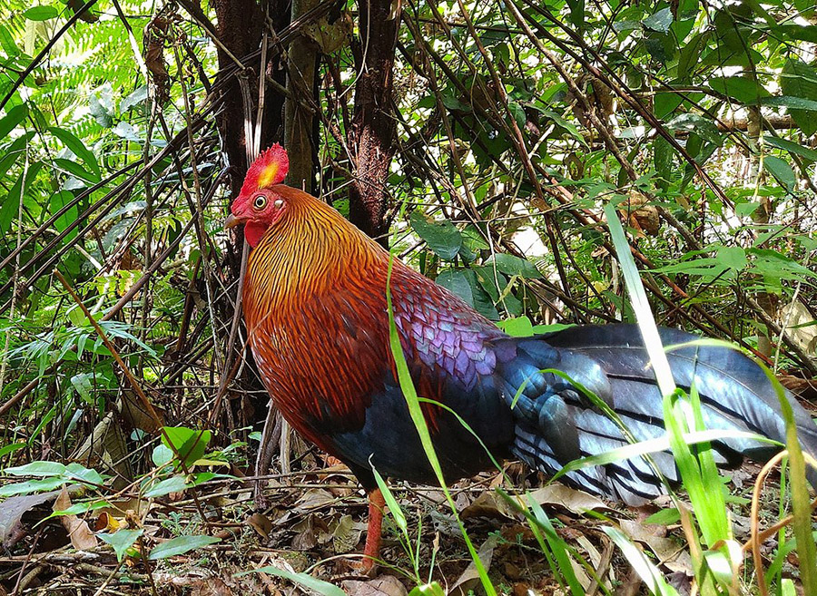Sri Lanka Junglefowl