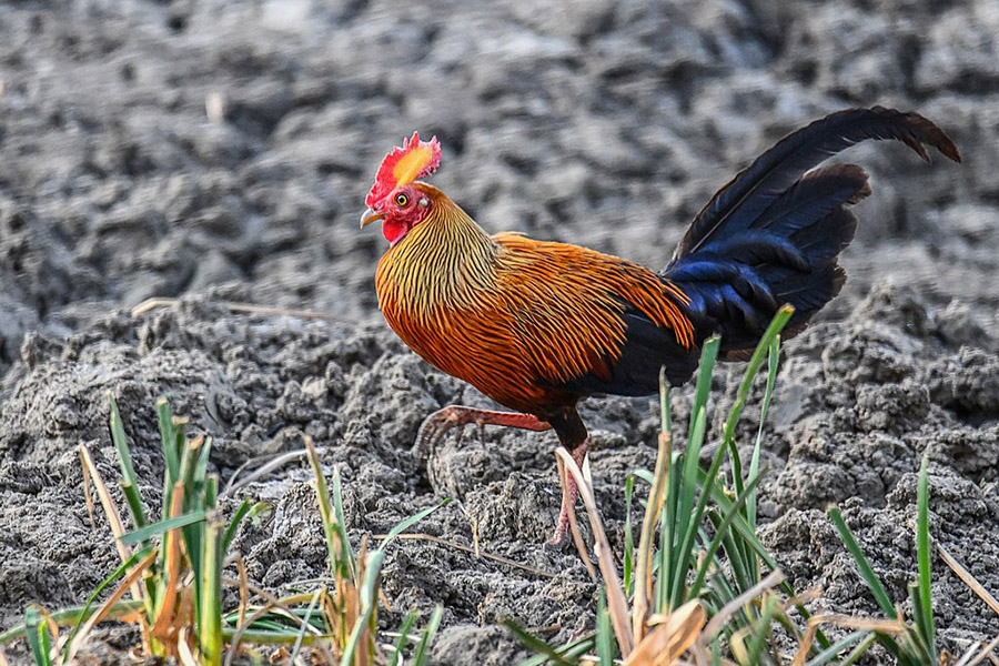 Sri Lanka Junglefowl