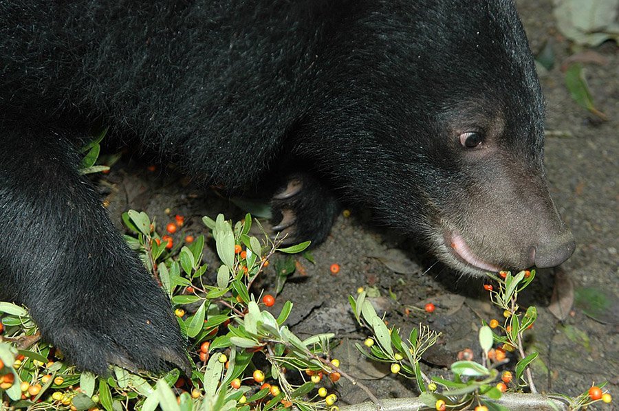 Taiwan Formosan Black Bear