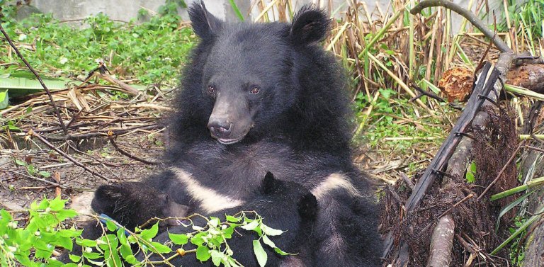 Meet The National Animal of Taiwan, The Formosan Black Bear