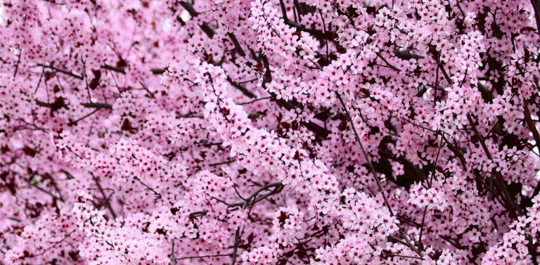 All About Taiwan’s National Flower: The Plum Blossom