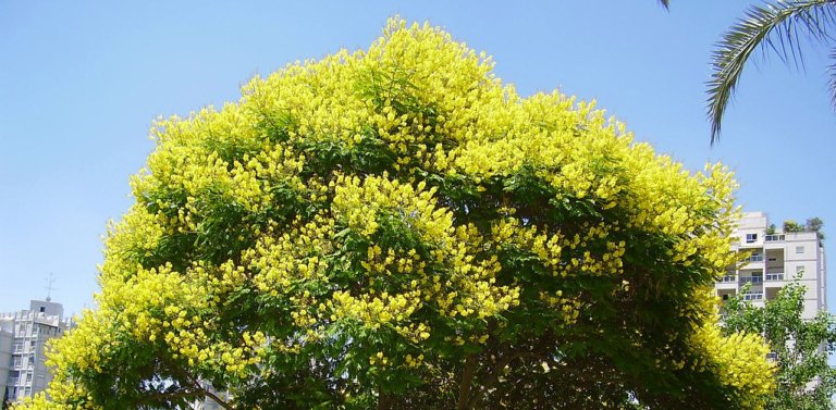 Discover Uruguay’s National Tree: The Artigas Tree (Árbol de Artigas)