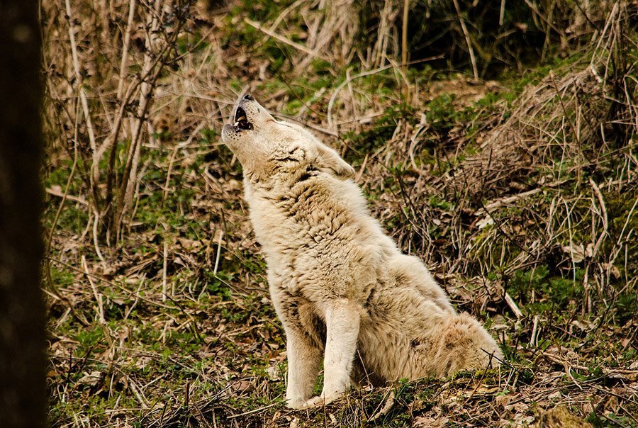 Wolf howling