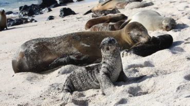 Sea lions in Galapagos
