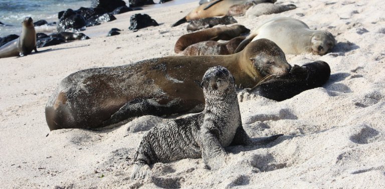 Sea lions in Galapagos