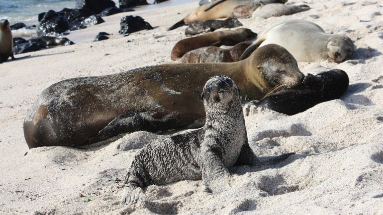 Sea lions in Galapagos