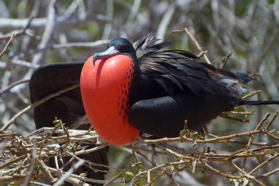 Frigate in Galapagos
