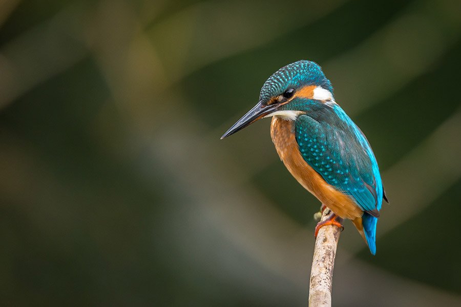 A beautiful kingfisher