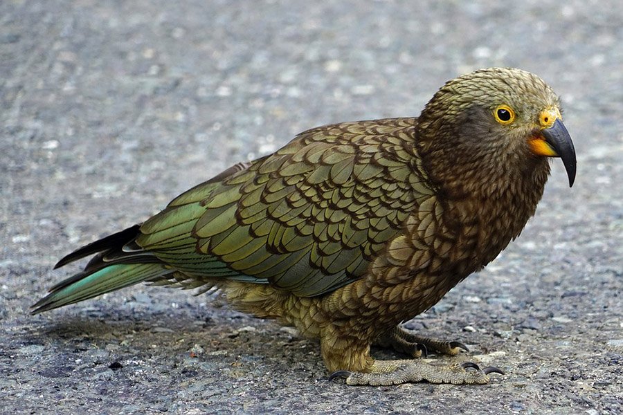3-Letter birds - Kea