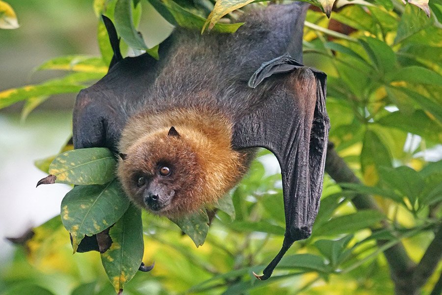 Bat