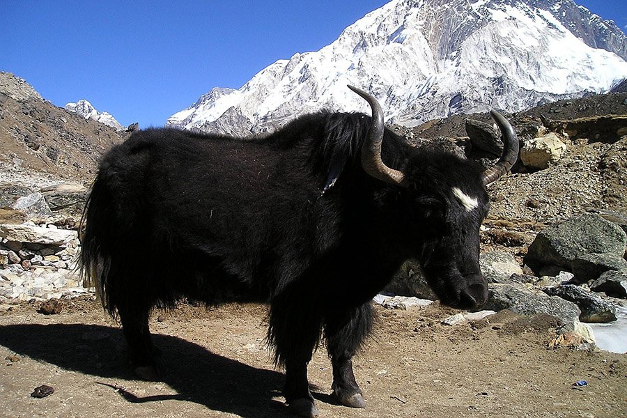 Yak