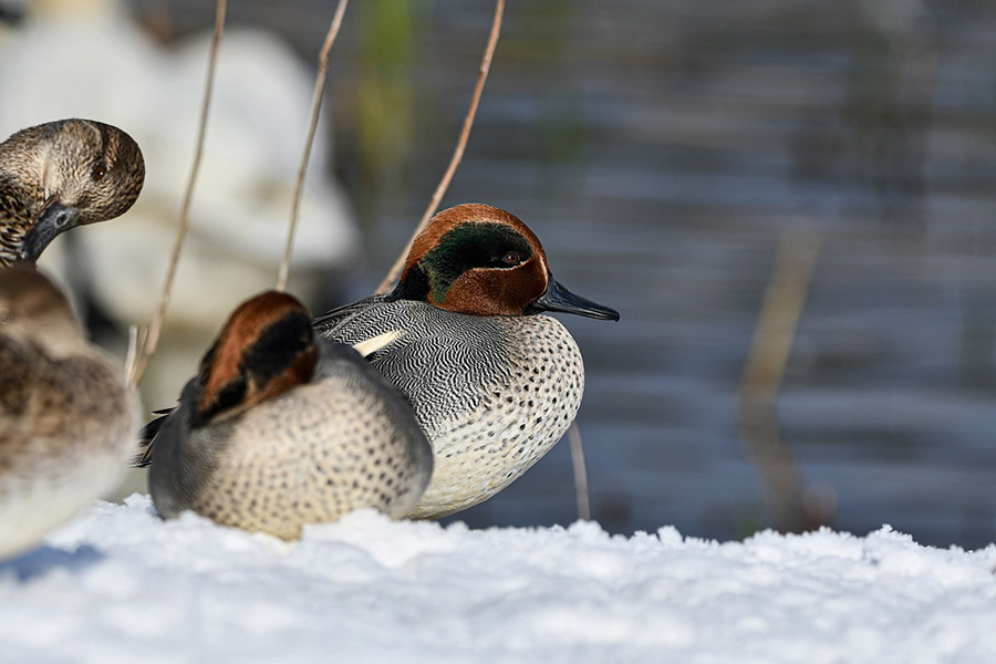 4-Letter Birds - Teal