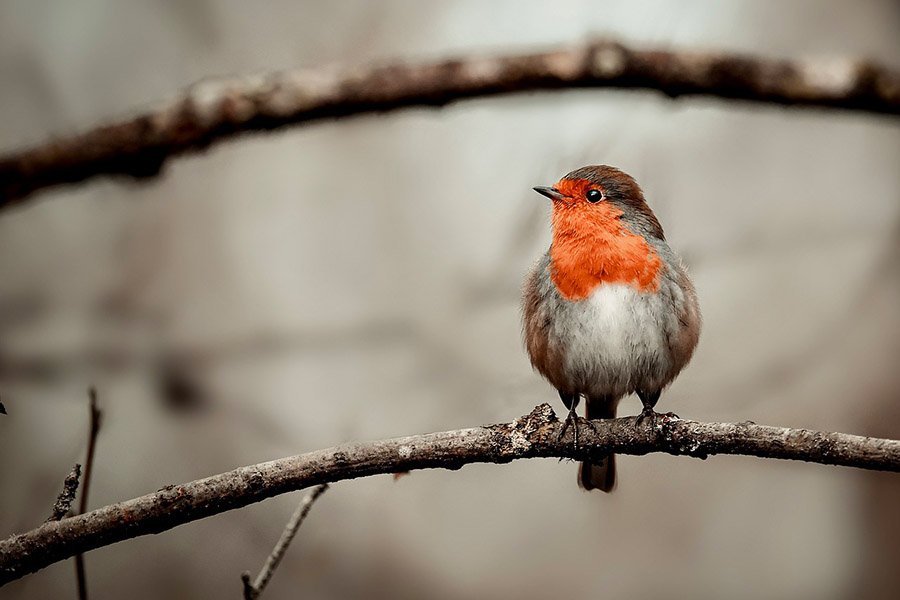 5-Letter Birds - Robin