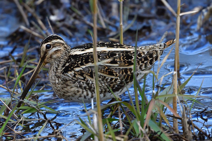 5-Letter Birds - Snipe