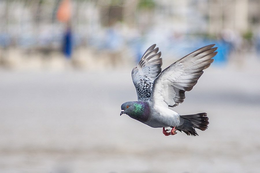 6-Letter Birds - Pigeon