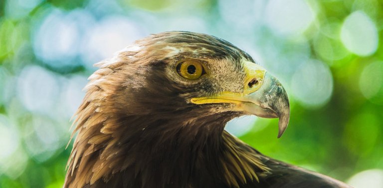 Meet The National Bird of Afghanistan, The Golden Eagle