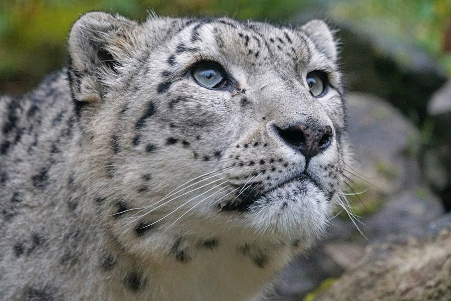 Afghanistan Snow Leopard