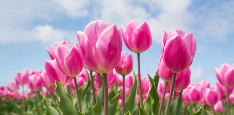 All About Afghanistan’s National Flower: The Tulip