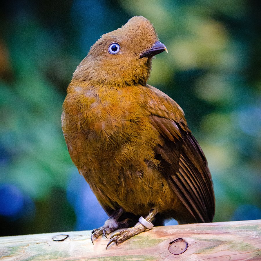 Andean cock-of-the-rock female