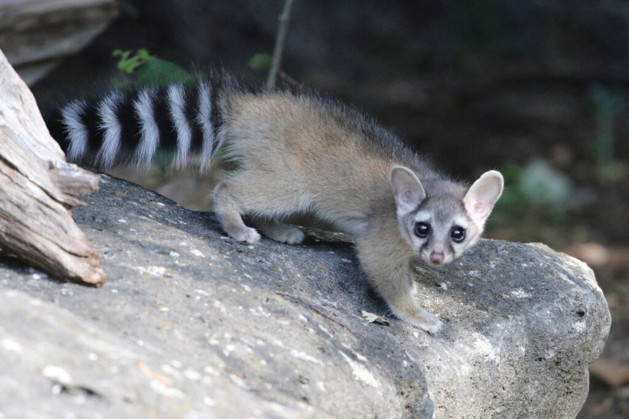 Animals with bushy tails - Ringtail