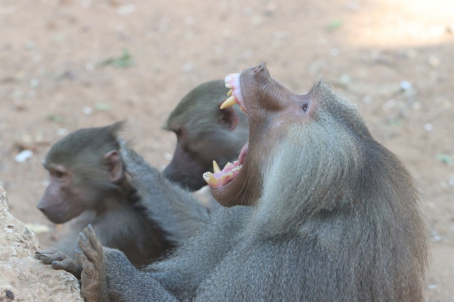 Animals with fangs - Baboon