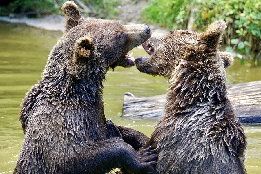 Animals with fangs - Bear
