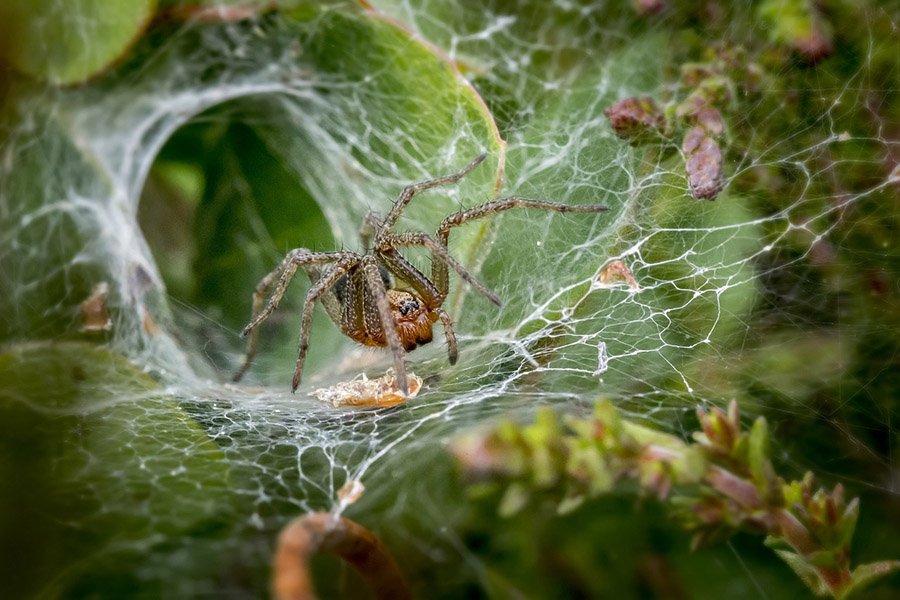 Animals with fangs - Funnel-Web Spider