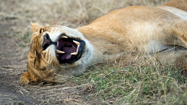Animals with fangs - Hero