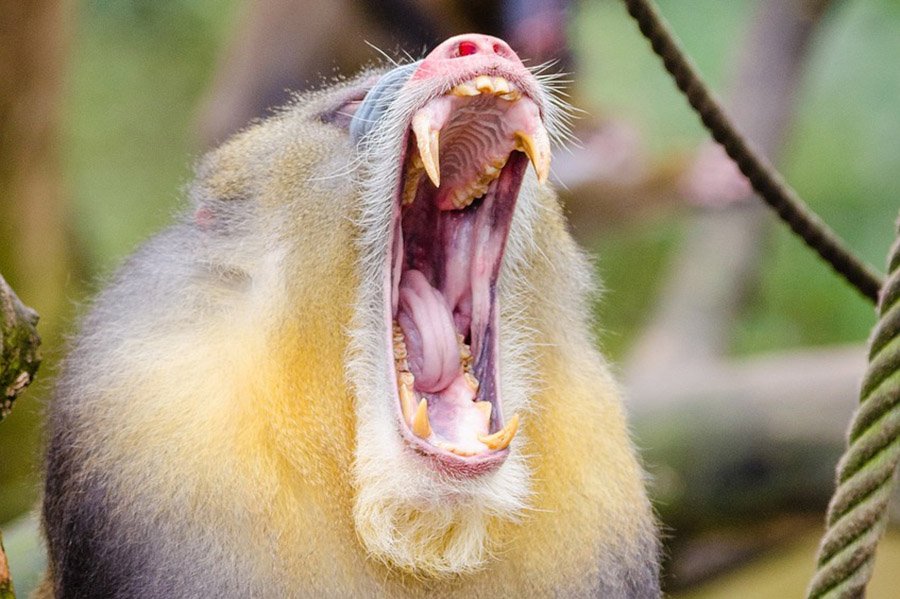 Animals with fangs - Mandrill