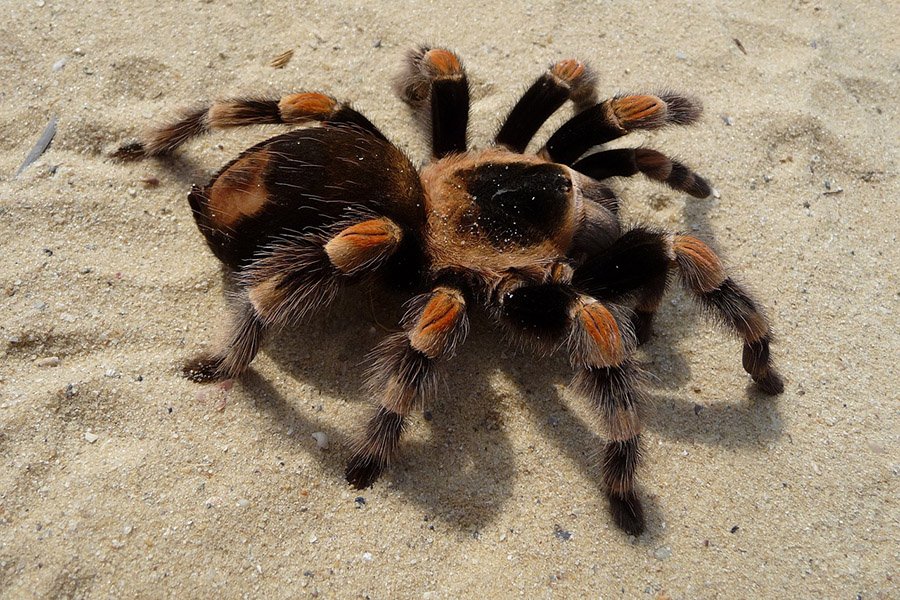 Animals with fangs - Tarantula