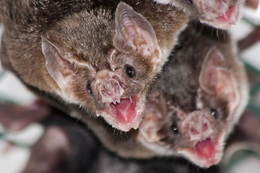 Animals with fangs - Vampire Bat