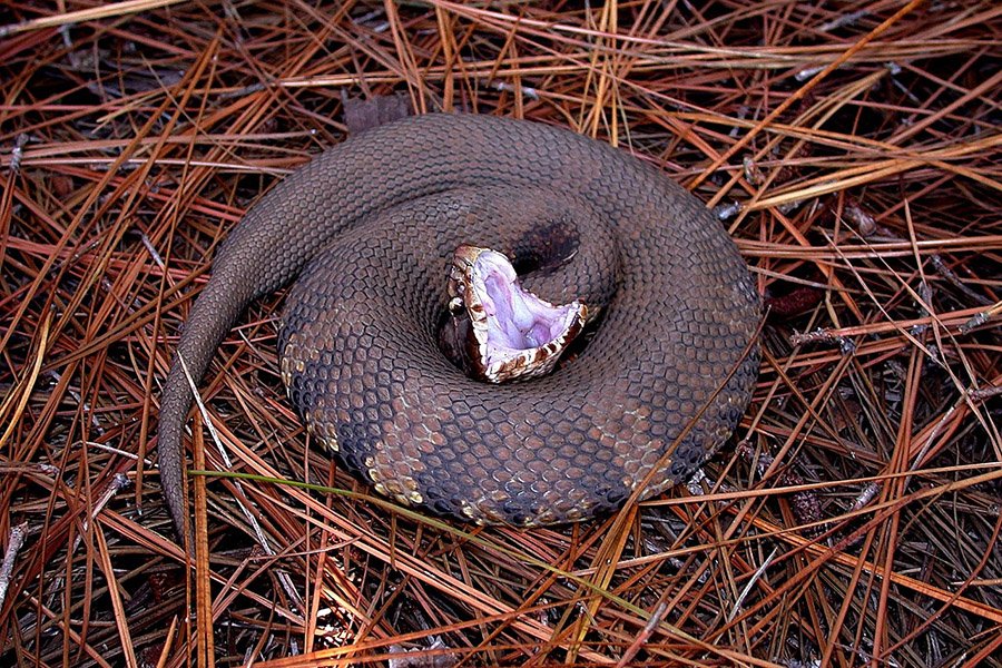 Animals with fangs - Venomous snakes
