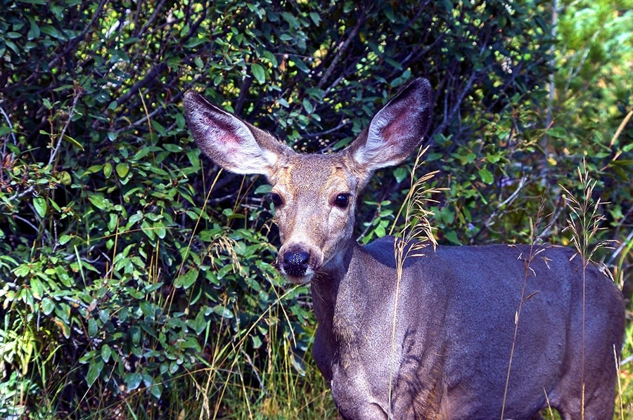 Animals with long ears - American Mule Deer