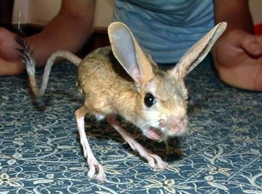 Animals with long ears - Long-Eared Jerboa