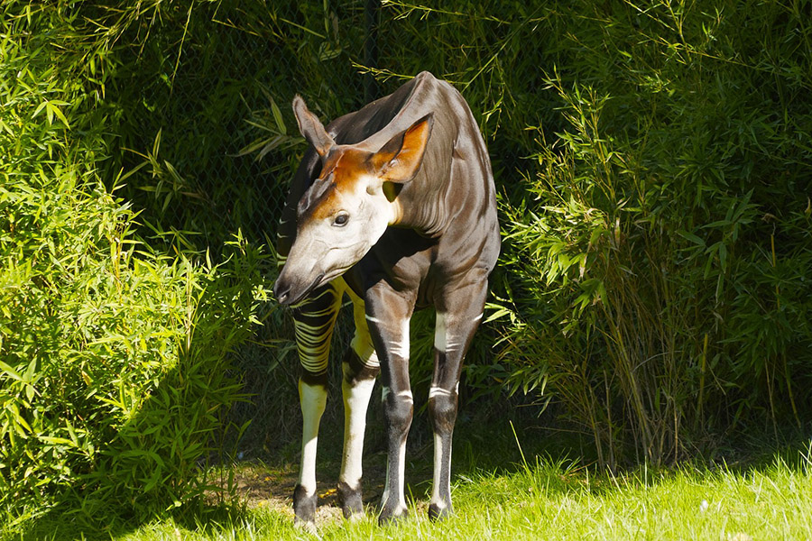 Animals with long tongues - Okapi