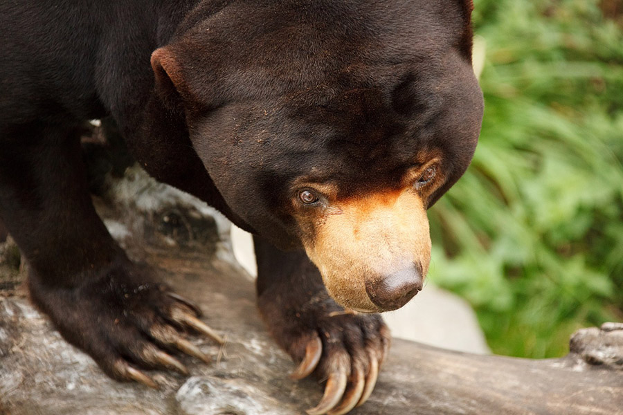 Animals with long tongues - Sun Bear