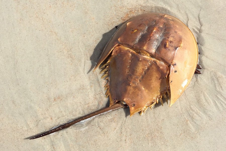 Animals with more than 2 eyes - Horseshoe crab
