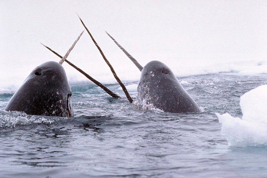 Animals with thick skin - Narwhal
