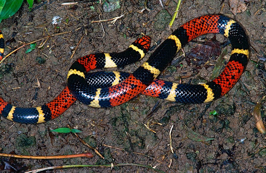 Aquatic coral snake (Micrurus surinamensis)
