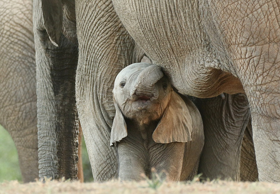 Baby elephant