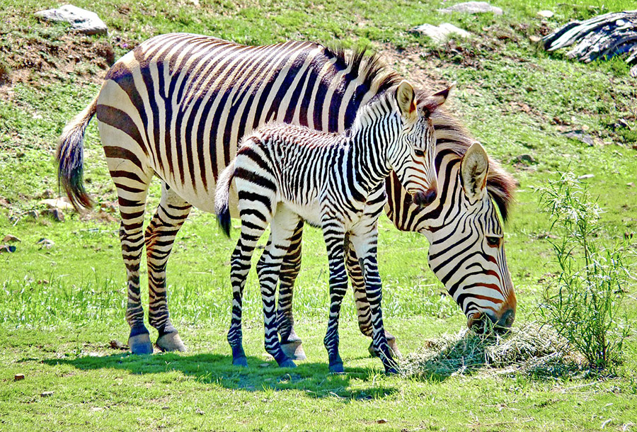 Baby zebra and mother