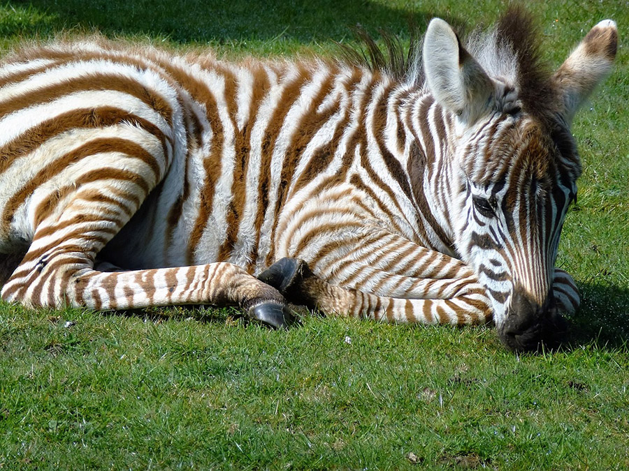 Baby zebra relaxing