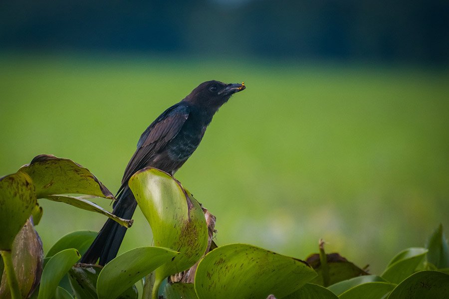 Black drongo