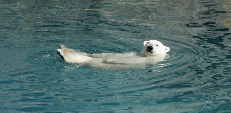 Can All Mammals Swim? A Complete Answer
