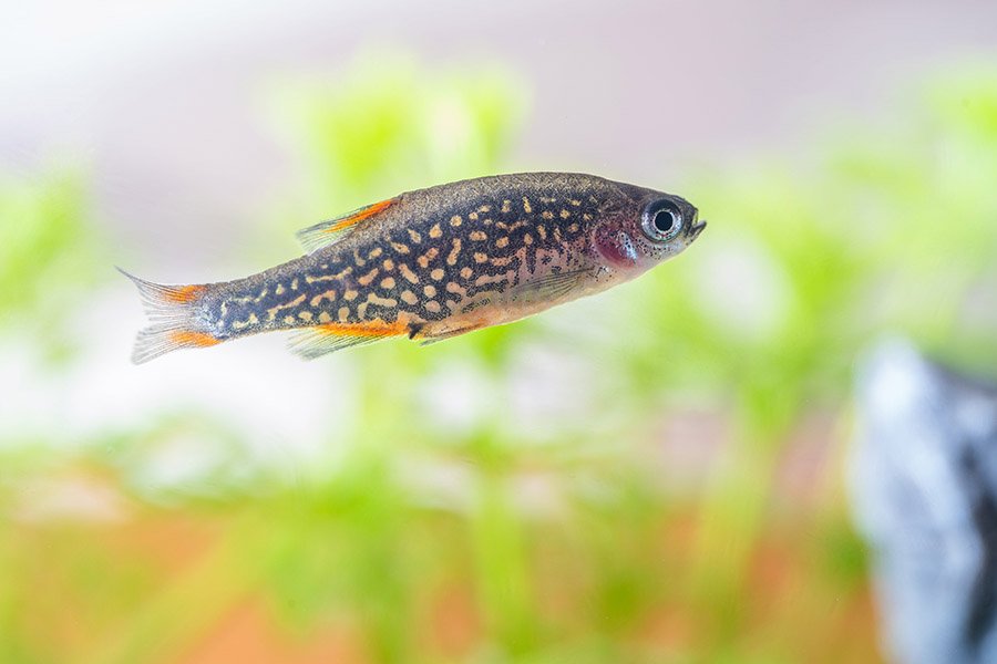 Celestial Pearl Danio (Danio margaritatus)