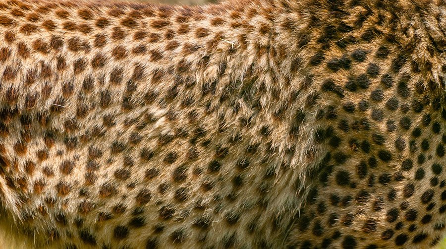 Cheetah fur