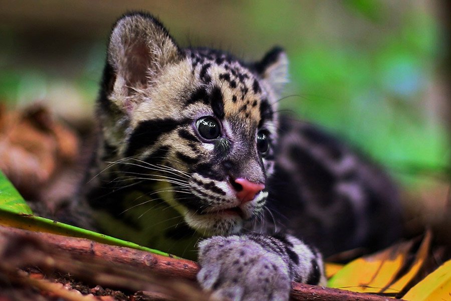 Clouded leopard cub